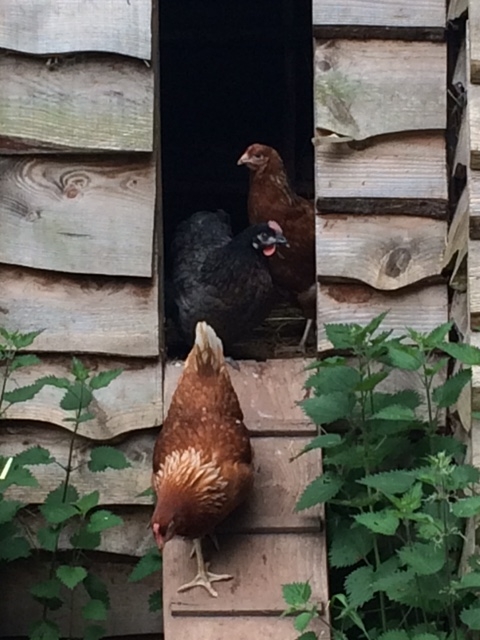 Chicken at the Kitchen Garden 